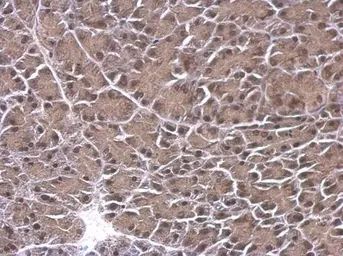 Anti-Rb2 / p130 antibody used in IHC (Paraffin sections) (IHC-P). GTX110329