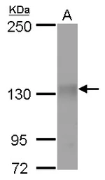 Anti-Rb2 / p130 antibody used in Western Blot (WB). GTX110329