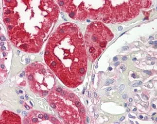 Anti-Aminoacylase 1 antibody [N2C3-2] used in IHC (Paraffin sections) (IHC-P). GTX110348