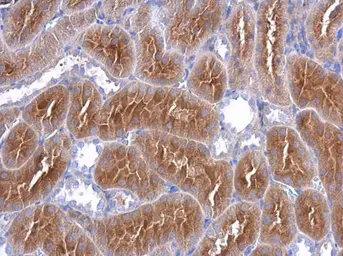 Anti-Ihh antibody used in IHC (Paraffin sections) (IHC-P). GTX110355