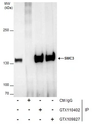 Anti-SMC3 antibody [C2C3], C-term used in Immunoprecipitation (IP). GTX110402