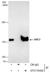 Anti-SMC3 antibody [C2C3], C-term used in Immunoprecipitation (IP). GTX110402
