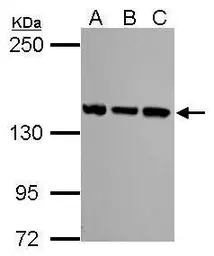 Anti-SMC3 antibody [C2C3], C-term used in Western Blot (WB). GTX110402