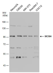 Anti-MCM4 antibody used in Western Blot (WB). GTX110424
