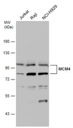 Anti-MCM4 antibody used in Western Blot (WB). GTX110424