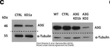 Anti-alpha Tubulin 8 antibody [N1C1-2] used in Western Blot (WB). GTX110432