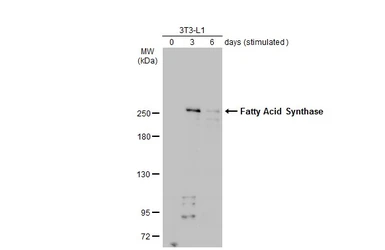 Anti-Fatty Acid Synthase antibody [N1N2], N-term used in Western Blot (WB). GTX110470