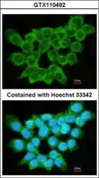 Anti-FRAT1 antibody [C2C3], C-term used in Immunocytochemistry/ Immunofluorescence (ICC/IF). GTX110492