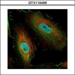 Anti-BIVM antibody [C3], C-term used in Immunocytochemistry/ Immunofluorescence (ICC/IF). GTX110496