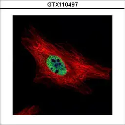 Anti-PIASy antibody used in Immunocytochemistry/ Immunofluorescence (ICC/IF). GTX110497