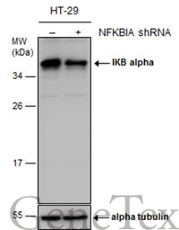 Anti-IKB alpha antibody used in Western Blot (WB). GTX110521