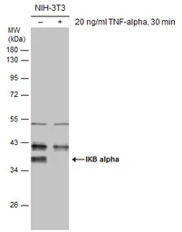 Anti-IKB alpha antibody used in Western Blot (WB). GTX110521