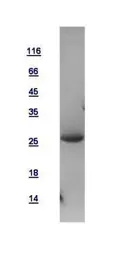 Human FADD protein, His tag. GTX110546-pro