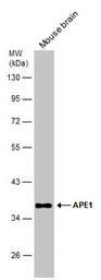 Anti-APE1 antibody used in Western Blot (WB). GTX110558
