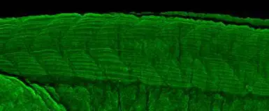 Anti-TC21 antibody [N1C3] used in IHC (Whole mount) (IHC-Wm). GTX110559