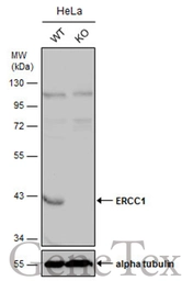 Anti-ERCC1 antibody [N1C3] used in Western Blot (WB). GTX110562