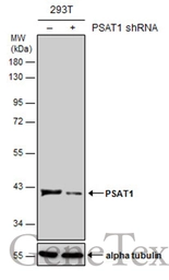 Anti-PSAT1 antibody [N1C3] used in Western Blot (WB). GTX110576