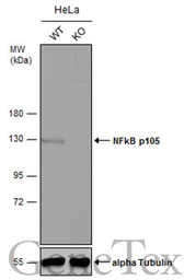 Anti-NFkB p105 antibody used in Western Blot (WB). GTX110585