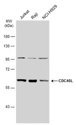 Anti-CDC45L antibody [N3C3] used in Western Blot (WB). GTX110586