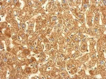 Anti-TrxR1 antibody used in IHC (Paraffin sections) (IHC-P). GTX110589