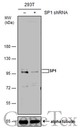 Anti-SP1 antibody used in Western Blot (WB). GTX110593