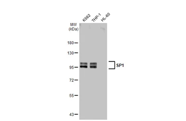 Anti-SP1 antibody used in Western Blot (WB). GTX110593
