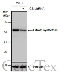 Anti-Citrate synthase antibody [N2C3] used in Western Blot (WB). GTX110624
