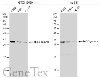 Anti-14-3-3 gamma antibody used in Western Blot (WB). GTX110629