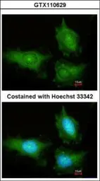 Anti-14-3-3 gamma antibody used in Immunocytochemistry/ Immunofluorescence (ICC/IF). GTX110629