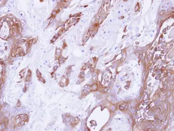 Anti-14-3-3 gamma antibody used in IHC (Paraffin sections) (IHC-P). GTX110629