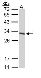 Anti-14-3-3 gamma antibody used in Western Blot (WB). GTX110629