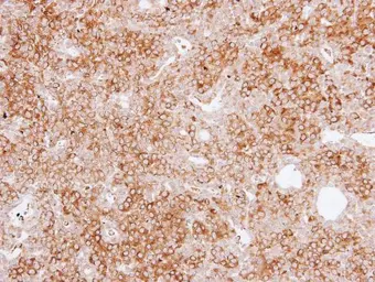 Anti-MAP4 antibody used in IHC (Paraffin sections) (IHC-P). GTX110656