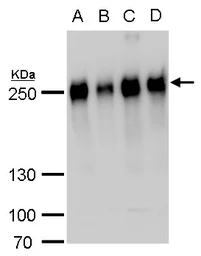 Anti-MAP4 antibody used in Western Blot (WB). GTX110656