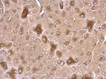 Anti-CRMP1 antibody used in IHC (Paraffin sections) (IHC-P). GTX110688