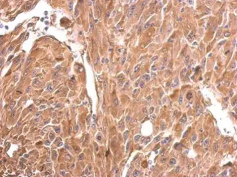 Anti-CRMP1 antibody used in IHC (Paraffin sections) (IHC-P). GTX110688
