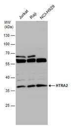 Anti-HTRA2 antibody used in Western Blot (WB). GTX110703