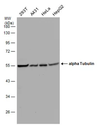 Anti-alpha Tubulin antibody used in Western Blot (WB). GTX110717