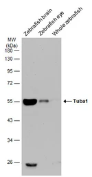 Anti-alpha Tubulin antibody used in Western Blot (WB). GTX110717