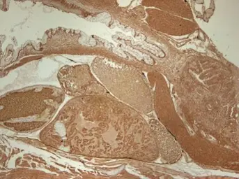 Anti-alpha Tubulin antibody used in IHC (Paraffin sections) (IHC-P). GTX110717