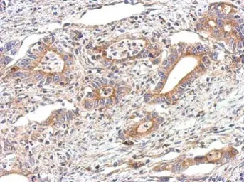 Anti-alpha Tubulin antibody used in IHC (Paraffin sections) (IHC-P). GTX110717