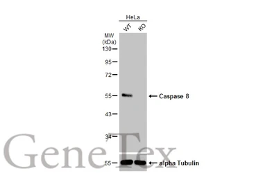 Anti-Caspase 8 antibody used in Western Blot (WB). GTX110723