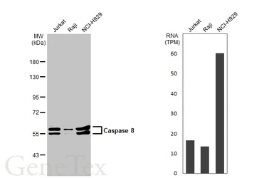 Anti-Caspase 8 antibody used in Western Blot (WB). GTX110723