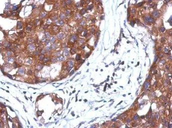 Anti-STAMBP antibody used in IHC (Paraffin sections) (IHC-P). GTX110754