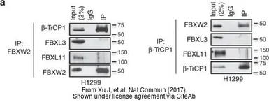 Anti-FBXL3 antibody used in Western Blot (WB). GTX110755
