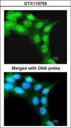 Anti-FBXL3 antibody used in Immunocytochemistry/ Immunofluorescence (ICC/IF). GTX110755