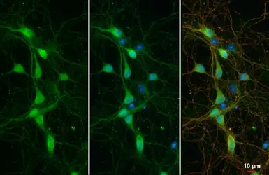 Anti-ATP6V1H antibody [N3C3] used in Immunocytochemistry/ Immunofluorescence (ICC/IF). GTX110778