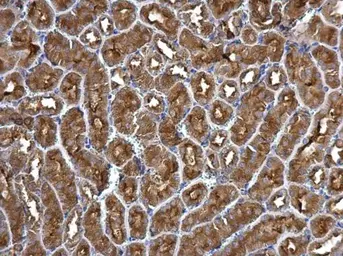 Anti-ATP6V1B2 antibody used in IHC (Paraffin sections) (IHC-P). GTX110783