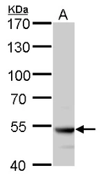 Anti-ATP6V1B2 antibody used in Western Blot (WB). GTX110783