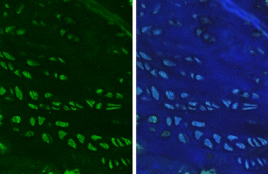Anti-ALDH1A3 antibody [N2C2], Internal used in IHC (Paraffin sections) (IHC-P). GTX110784