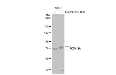 Anti-ZC3H12A antibody used in Western Blot (WB). GTX110808